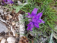 Edraianthus