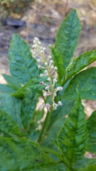 Phytolacca americana