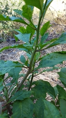 Phytolacca americana