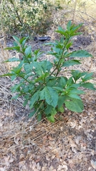 Phytolacca americana