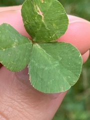 Trifolium repens