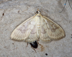 Crocidophora serratissimalis