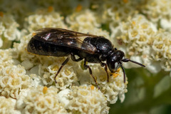 Hylaeus nigritus