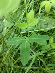 Trifolium medium