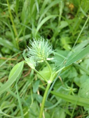 Trifolium medium