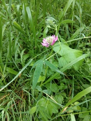 Trifolium medium