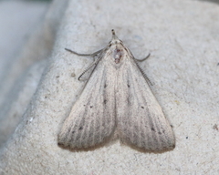 Macrochilo louisiana