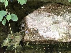 Pelophylax perezi