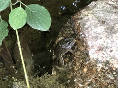 Pelophylax perezi