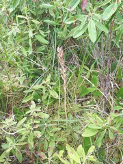 Platanthera blephariglottis