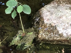 Pelophylax perezi