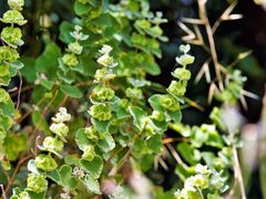 Pseudodictamnus acetabulosus