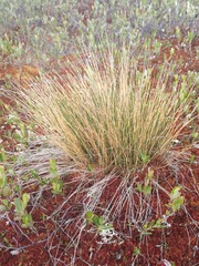 Trichophorum cespitosum image