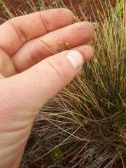 Trichophorum cespitosum image