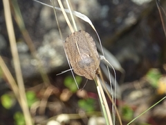 Eurygaster austriaca