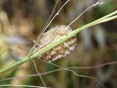 Eurygaster austriaca