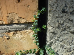 Andrachne telephioides