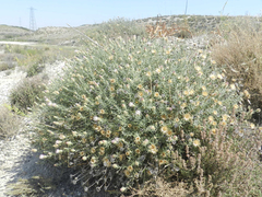 Centaurea hyssopifolia
