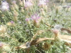 Centaurea hyssopifolia