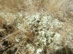 Cladonia foliacea