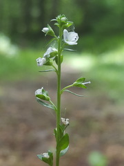 Veronica serpyllifolia serpyllifolia
