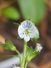 Veronica serpyllifolia serpyllifolia