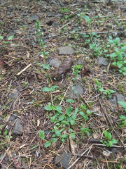 Veronica serpyllifolia serpyllifolia
