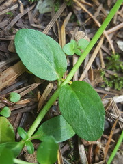 Veronica serpyllifolia serpyllifolia