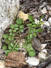Cardamine umbellata