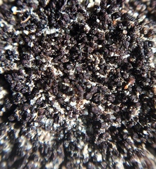 Marsupella bolanderi