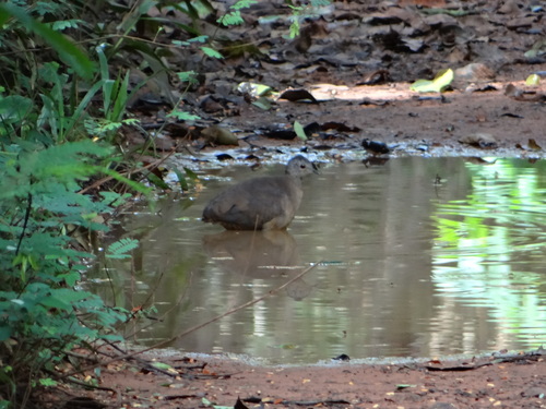 Crypturellus soui