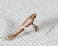 Caloptilia umbratella
