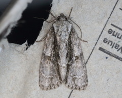 Acronicta connecta