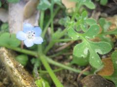 Nemophila pulchella