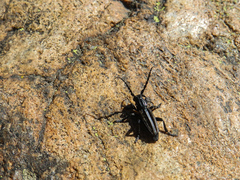 Dorcadion graellsii