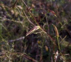 Cordylanthus tenuis brunneus