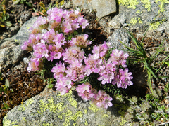 Armeria caespitosa