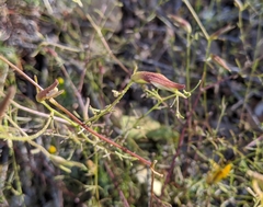 Cordylanthus tenuis brunneus