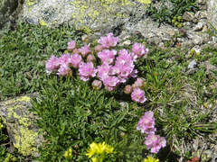 Armeria caespitosa