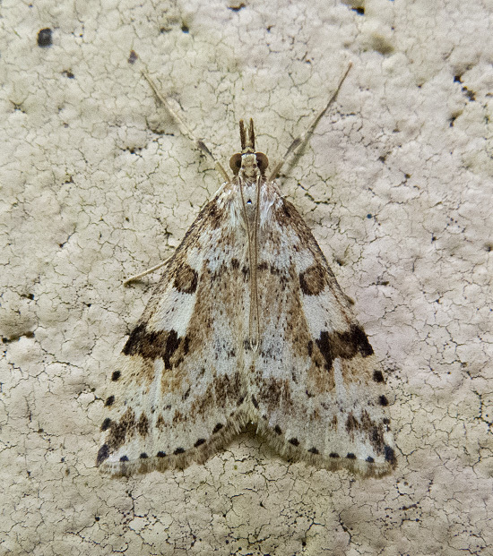 Washington Udea Moth