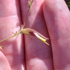 Cordylanthus tenuis brunneus