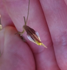 Cordylanthus tenuis brunneus