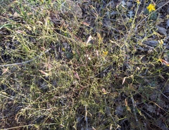 Cordylanthus tenuis brunneus