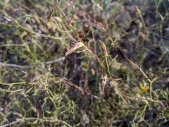 Cordylanthus tenuis brunneus