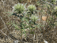 Echinops strigosus