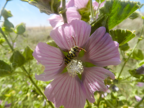 Plagionotus andreui