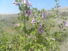 Malva lusitanica