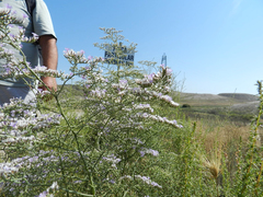 Limonium dichotomum