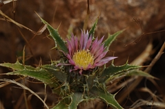 Carlina lanata
