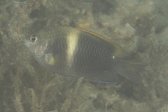 Chrysiptera biocellata